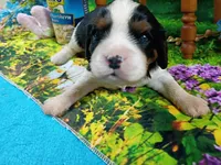Raymond AKC, a male Cavalier King Charles Spaniel for sale in Killen, AL – Photo 2 of 10
