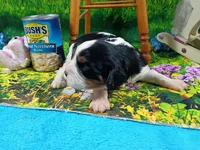 Raymond AKC, a male Cavalier King Charles Spaniel for sale in Killen, AL – Photo 5 of 10