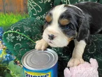 Rocky AKC, a male Cavalier King Charles Spaniel for sale in Killen, AL – Photo 2 of 10