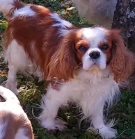 Raymond AKC, a male Cavalier King Charles Spaniel for sale in Killen, AL – Photo 7 of 10