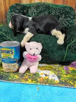 Rocky AKC, a male Cavalier King Charles Spaniel for sale in Killen, AL – Photo 3 of 10