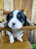 Raymond AKC, a male Cavalier King Charles Spaniel for sale in Killen, AL – Photo 1 of 10