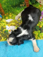 Raymond AKC, a male Cavalier King Charles Spaniel for sale in Killen, AL – Photo 6 of 10