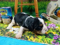 Raymond AKC, a male Cavalier King Charles Spaniel for sale in Killen, AL – Photo 4 of 10