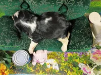 Rocky AKC, a male Cavalier King Charles Spaniel for sale in Killen, AL – Photo 4 of 10