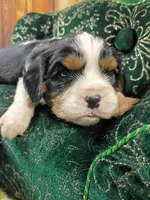 Rocky AKC, a male Cavalier King Charles Spaniel for sale in Killen, AL – Photo 1 of 10