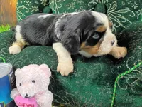 Rocky AKC, a male Cavalier King Charles Spaniel for sale in Killen, AL – Photo 5 of 10