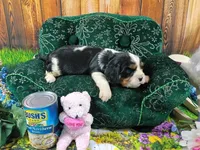 Rocky AKC, a male Cavalier King Charles Spaniel for sale in Killen, AL – Photo 6 of 10