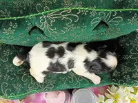 Tilly AKC, a female Cavalier King Charles Spaniel for sale in Killen, AL – Photo 2 of 10
