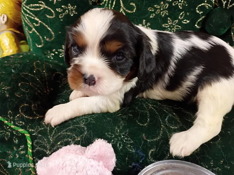Tilly AKC – Cavalier King Charles Spaniel puppy for sale in Killen, AL