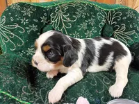 Tilly AKC, a female Cavalier King Charles Spaniel for sale in Killen, AL – Photo 7 of 10