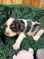Tilly AKC, a female Cavalier King Charles Spaniel for sale in Killen, AL – Photo 5 of 10