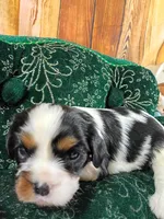 Tilly AKC, a female Cavalier King Charles Spaniel for sale in Killen, AL – Photo 6 of 10