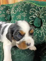 Tilly AKC, a female Cavalier King Charles Spaniel for sale in Killen, AL – Photo 3 of 10
