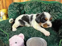 Tilly AKC, a female Cavalier King Charles Spaniel for sale in Killen, AL – Photo 4 of 10