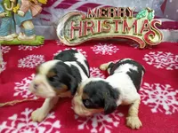 Tri Males AKC, a male Cavalier King Charles Spaniel for sale in Killen, AL – Photo 5 of 9