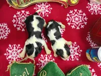 Tri Males AKC, a male Cavalier King Charles Spaniel for sale in Killen, AL – Photo 3 of 9
