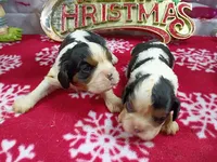 Tri Males AKC, a male Cavalier King Charles Spaniel for sale in Killen, AL – Photo 2 of 9