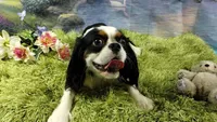 On hold Precious Full AKC, a female Cavalier King Charles Spaniel for sale in Killen, AL – Photo 10 of 10