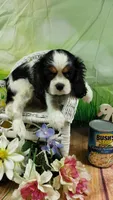 On hold Precious Full AKC, a female Cavalier King Charles Spaniel for sale in Killen, AL – Photo 4 of 10