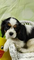 On hold Precious Full AKC, a female Cavalier King Charles Spaniel for sale in Killen, AL – Photo 2 of 10
