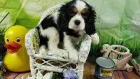 On hold Precious Full AKC, a female Cavalier King Charles Spaniel for sale in Killen, AL – Photo 7 of 10
