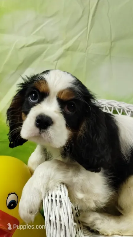 On hold Precious Full AKC