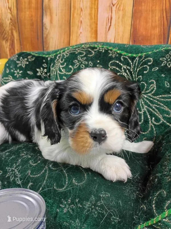 Tilly AKC – Cavalier King Charles Spaniel puppy for sale in Killen, AL