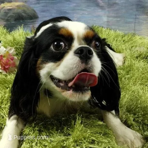 Tango AKC, a male Cavalier King Charles Spaniel for sale in Killen, AL – Photo 8 of 9