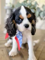 Tango AKC, a male Cavalier King Charles Spaniel for sale in Killen, AL – Photo 2 of 9