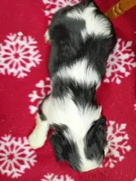 Tango AKC, a male Cavalier King Charles Spaniel for sale in Killen, AL – Photo 4 of 9