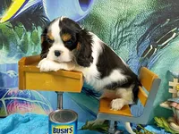 Tango AKC, a male Cavalier King Charles Spaniel for sale in Killen, AL – Photo 5 of 9