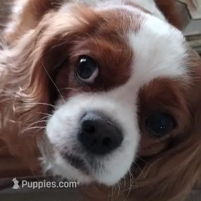 Tango AKC, a male Cavalier King Charles Spaniel for sale in Killen, AL – Photo 6 of 9