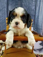 Tango AKC, a male Cavalier King Charles Spaniel for sale in Killen, AL – Photo 3 of 9