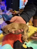 Spark, a female Pomeranian for sale in Bellingham, WA – Photo 2 of 5