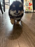 Nova, a female Pomeranian for sale in Bellingham, WA – Photo 3 of 7