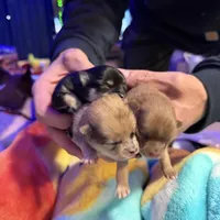 Spark, a female Pomeranian for sale in Bellingham, WA – Photo 4 of 6