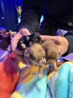 Spark, a female Pomeranian for sale in Bellingham, WA – Photo 1 of 5