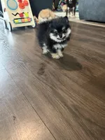 Nova, a female Pomeranian for sale in Bellingham, WA – Photo 6 of 7