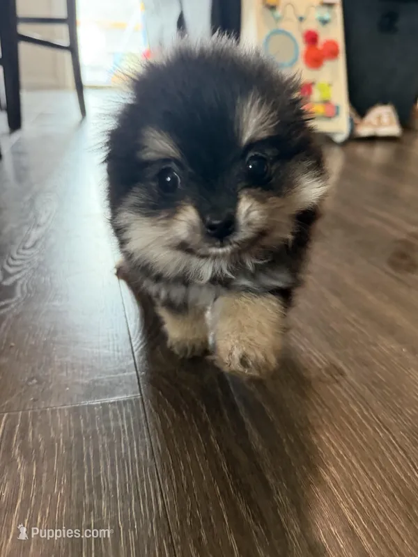 Nova – Pomeranian puppy for sale in Bellingham, WA