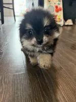 Nova, a female Pomeranian for sale in Bellingham, WA – Photo 1 of 7