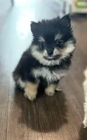 Nova, a female Pomeranian for sale in Bellingham, WA – Photo 5 of 7