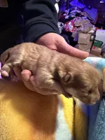 Spark, a female Pomeranian for sale in Bellingham, WA – Photo 5 of 5