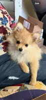 Spark, a female Pomeranian for sale in Bellingham, WA – Photo 6 of 6