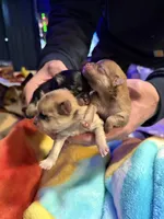 Spark, a female Pomeranian for sale in Bellingham, WA – Photo 3 of 5