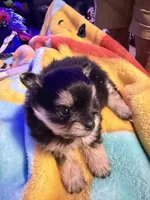 Spark, a female Pomeranian for sale in Bellingham, WA – Photo 2 of 6