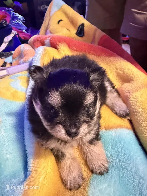 Spark – Pomeranian puppy for sale in Bellingham, WA