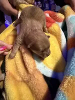 Spark, a female Pomeranian for sale in Bellingham, WA – Photo 4 of 5