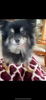 Spark, a female Pomeranian for sale in Bellingham, WA – Photo 5 of 6