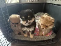 Nova, a female Pomeranian for sale in Bellingham, WA – Photo 4 of 7